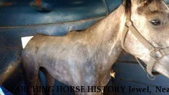 SEARCHING HORSE HISTORY Jewel,  Near Bastrop, LA, 71220